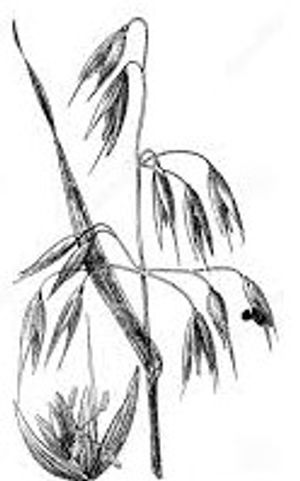 plante médicinale bio : Avena sativa