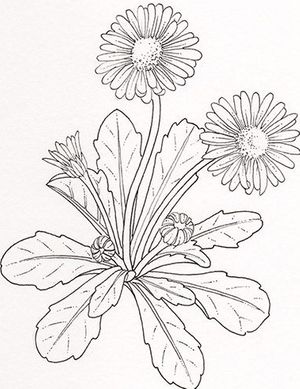plante médicinale bio : Bellis perennis