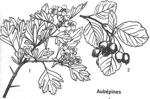 plante médicinale bio : Crateagus monogyna