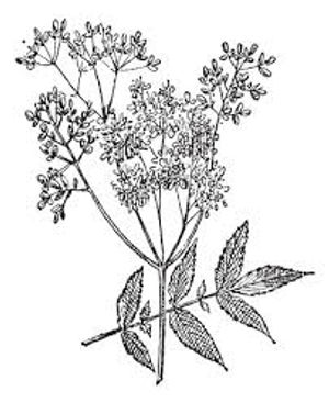 plante médicinale bio : Filipendula ulmaria