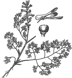 plante médicinale bio : Fumaria officinalis