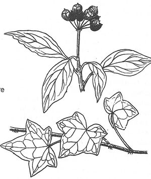 plante médicinale bio : Hereda helix