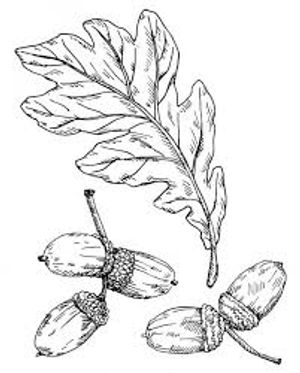 plante médicinale bio : Quercus pedonculata ou Quercus robur