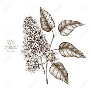 plante médicinale bio : Syringa vulgaris