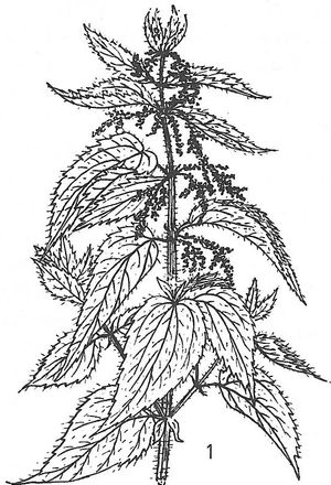 plante médicinale bio : Urtica dioïca